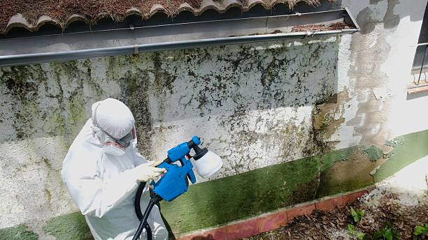 Top rated local Mold Remediation specialists in Madisonburg, PA